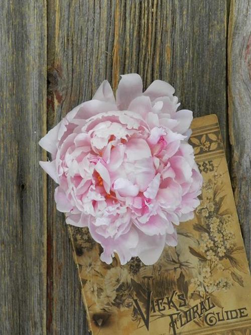 SARAH BERNHARD  LIGHT PINK PEONIES